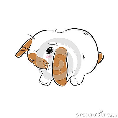 Drawing cute hollandâ€‹lopâ€‹ bunny illustrations on whiteâ€‹ background Cartoon Illustration